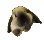 Baby Rabbit at Hoar Park